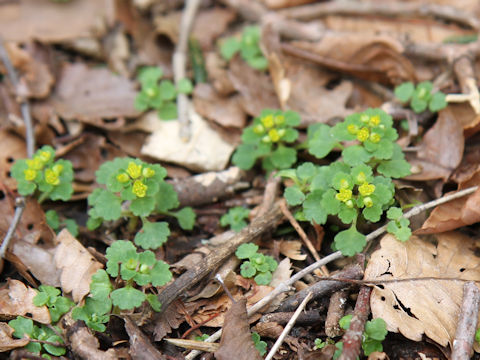 Chrysosplenium maximowiczii