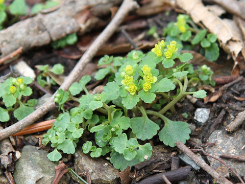 Chrysosplenium maximowiczii