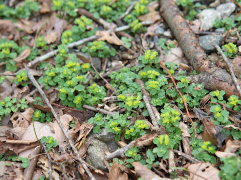 Chrysosplenium maximowiczii