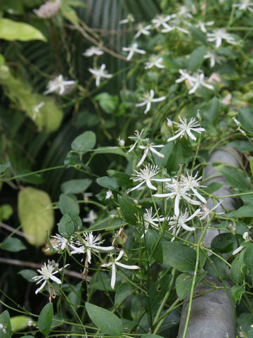 Clematis terniflora var. boninensis