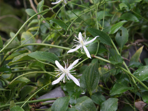 Clematis terniflora var. boninensis