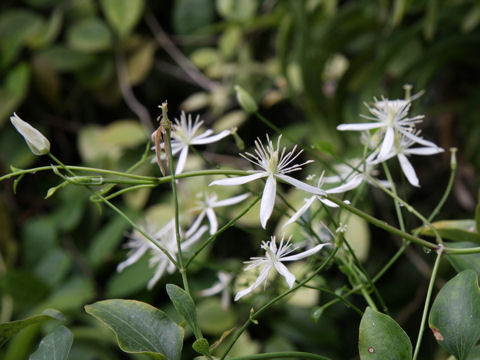 Clematis terniflora var. boninensis