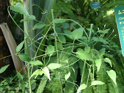 Clematis terniflora var. boninensis