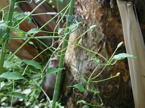 Clematis terniflora var. boninensis