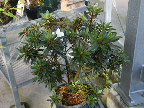 Rhododendron boninense