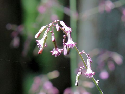 Lactuca sororia