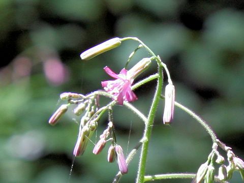 Lactuca sororia