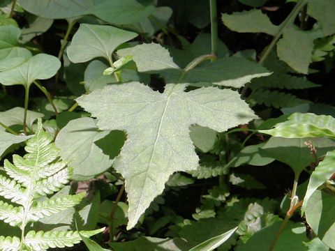 Lactuca sororia