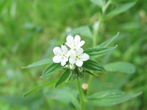 Lithospermum officinale ssp. erythrorhizon