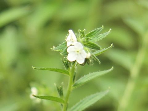 Lithospermum officinale ssp. erythrorhizon