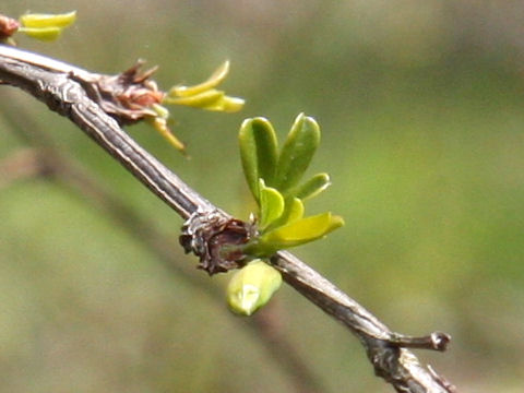 Caragana sinica