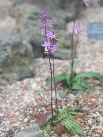 Stenoglottis cv.