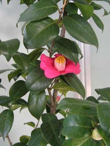 Camellia japonica