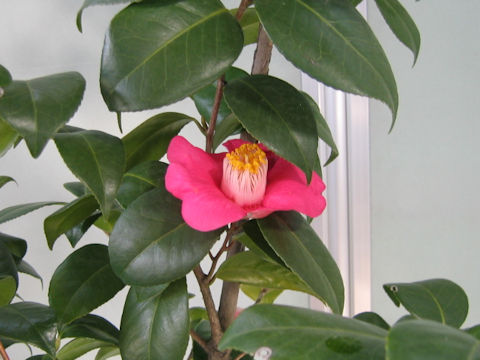 Camellia japonica