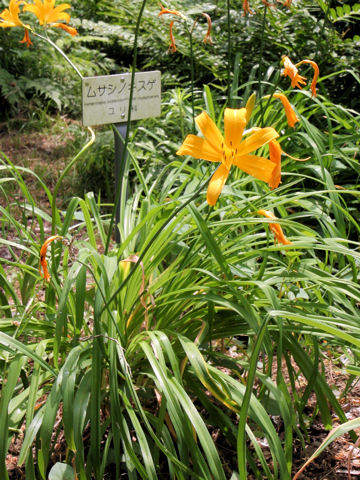 Hemerocallis dumortieri var. esculenta f. musashiensis