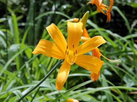 Hemerocallis dumortieri var. esculenta f. musashiensis