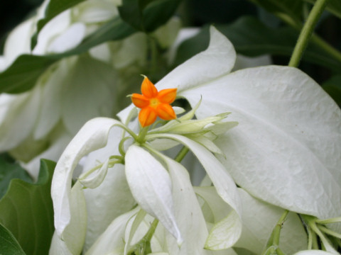 Mussaenda philippica var. aurorae