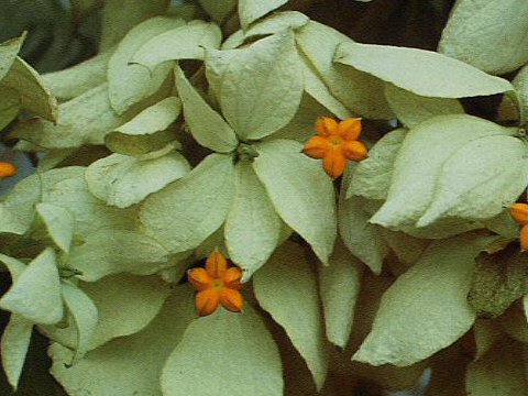 Mussaenda philippica var. aurorae