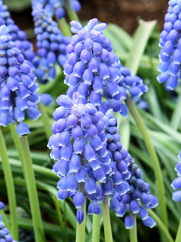 Muscari armeniacum