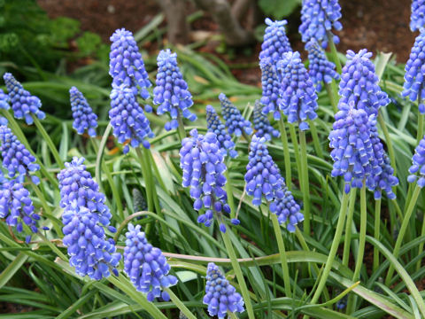 Muscari armeniacum