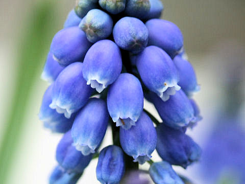 Muscari armeniacum