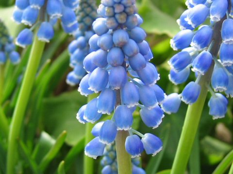 Muscari armeniacum