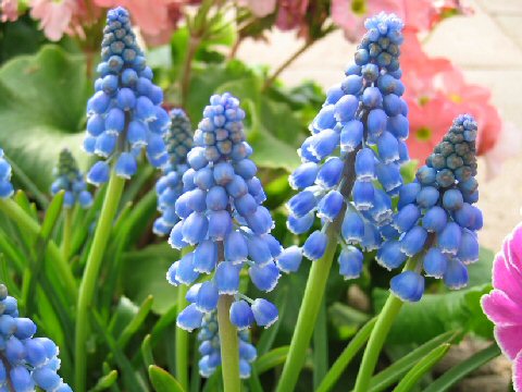 Muscari armeniacum