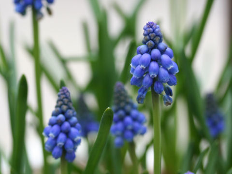 Muscari armeniacum