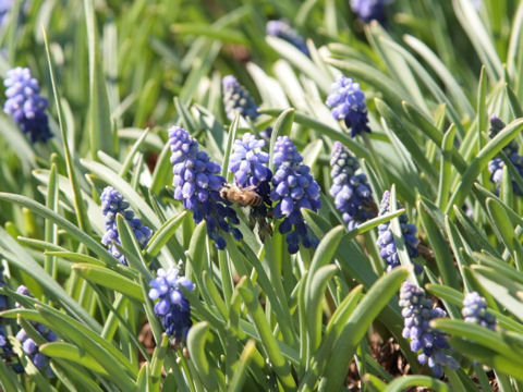 Muscari armeniacum