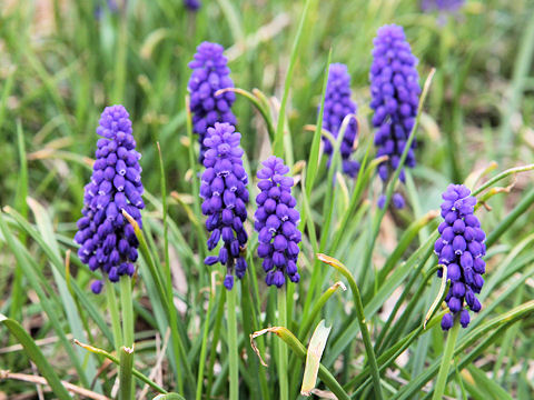 Muscari armeniacum