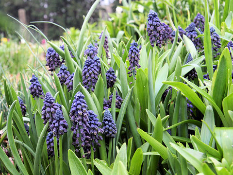 Muscari armeniacum