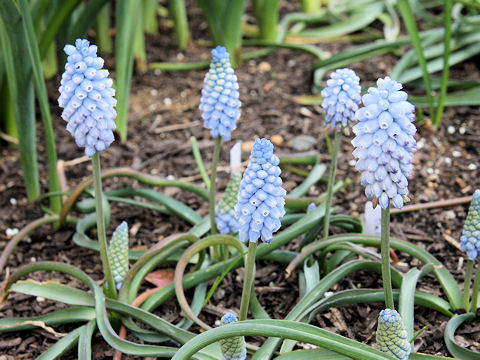 Muscari armeniacum