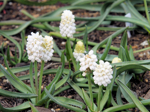 Muscari armeniacum