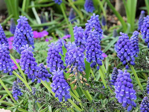 Muscari armeniacum