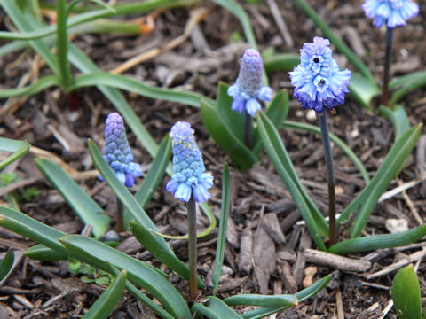 Muscari armeniacum