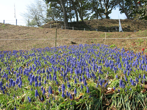 Muscari armeniacum