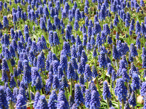 Muscari armeniacum