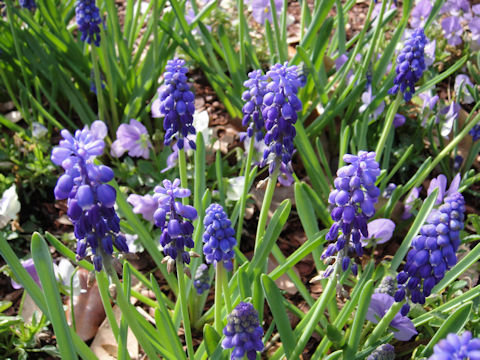 Muscari armeniacum