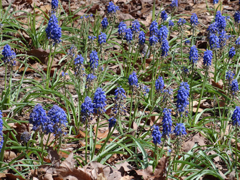 Muscari armeniacum