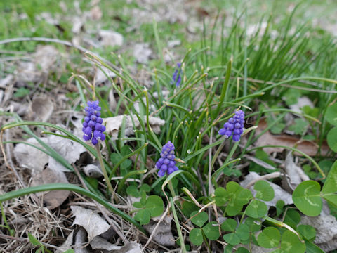 Muscari armeniacum