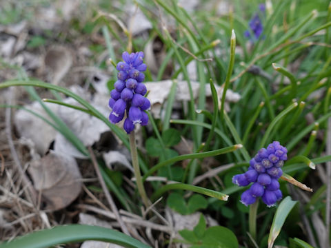 Muscari armeniacum