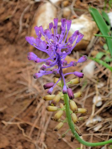 Muscari comosum