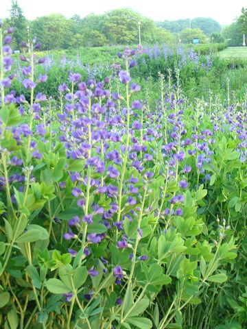 Baptisia australis