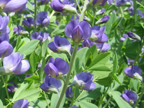 Baptisia australis