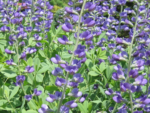 Baptisia australis