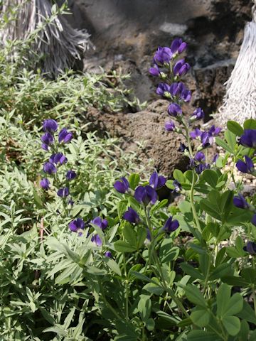 Baptisia australis