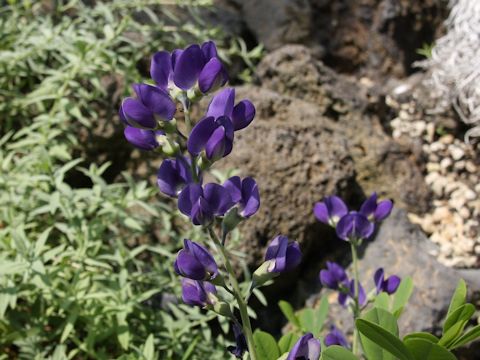 Baptisia australis