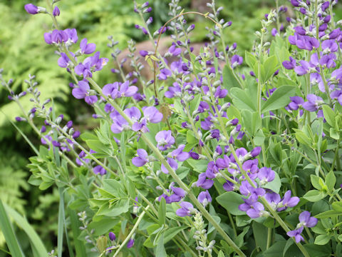 Baptisia australis