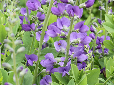 Baptisia australis