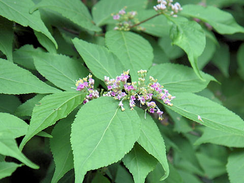 Callicarpa japonica